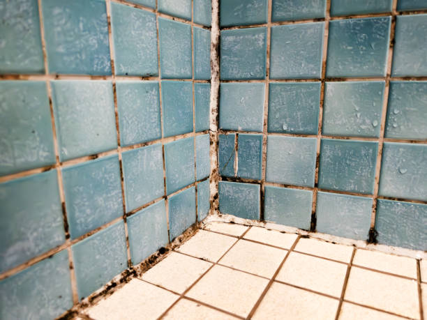 Best Basement Mold Removal  in Langhorne, PA